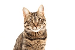 A pitiful striped young cat sits and looks into the camera. Isolated on abstract blurred white background. Veterinary and advertising mockup. Detailed studio closeup