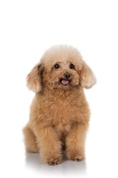 portrait of miniature poodle dog isolated on white background