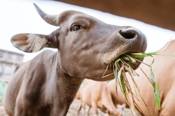 close up of cow's mouth chewing while eating grass inside the cow pen
