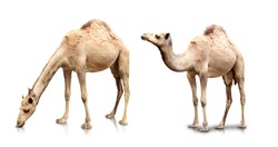A portrait of Two camels isolated in white background