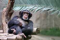 Chimpanzee relaxing on a branch