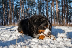 bernese mountain dog with snow on a nose on winter snowy weather. funny pet lying in the snow drifts
