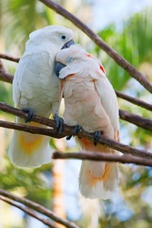 Birds in love: Pair of cockatoo parrots on the tree
