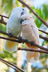Birds in love: Pair of cockatoo parrots on the tree