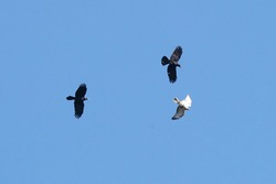 common buzzard is chased by crows