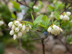 Blueberry flowers are blooming in Fukuoka city, JAPAN.