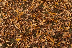 Fallen leaves are covered on a ground in Fukuoka prefecture, JAPAN.