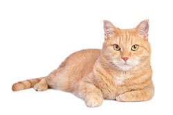 
Lying tabby ginger cat isolated on white background. 