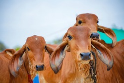 Indian cows group at agriculture field