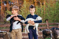 Cheerful two boys stroking, embracing a cute little baby goats in a farm at rural. Children familiarizing theyself with animals. Farming and gardening for children. Outdoor summer activities for kids.