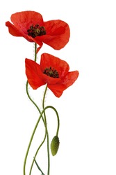 Poppy flowers with bud, isolated,