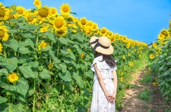 Elementary school girl staring at a sunflower field