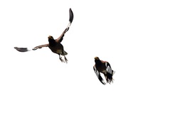 Closeup Two Mynah Bird Flying and Jumping in The Air Isolated on White Background with Clipping Path and Copy Space