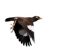 Closeup Mynah Bird Flying in The Air Isolated on White Background with Copy Space