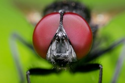 Macro Photography of Head of Black Blowfly on Green Leaf 
