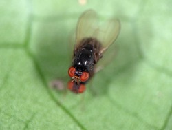 Macro Photography of Black Blowfly on Green Leaf 