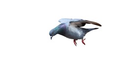 Movement Scene of Rock Pigeon Flying in The Air Isolated on White Background with Clipping Path