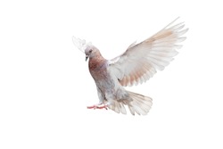Movement Scene of Rock Pigeon Flying in The Air Isolated on White Background with Clipping Path