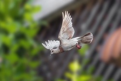Movement Scene of Rock Pigeon Flying in The Air Isolated on Blurry Background 