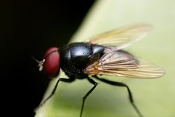 Macro Photography of Black Blowfly on Green Leaf 