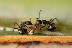 Macro photography of two black ants are helping to carry food.