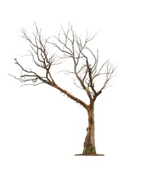 Single old and dead tree  isolated on white background