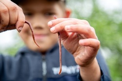 a large group of red worms in the hands