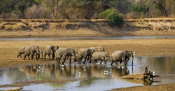 Elephant herd crossing Luangwa river in Zambia, in sepia