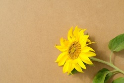 Beautiful blooming sunflower on a background of eco friendly craft paper or cardboard, place for text