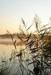 River reeds on the lake. Beautiful calm nature landscape with river reeds, fog, river or lake
