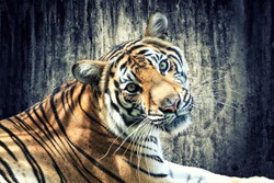Tiger against grunge concrete wall