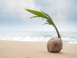 Coconut growing on the tropical beach in Thailand