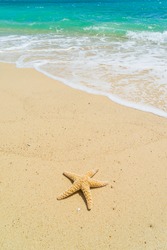 Starfish at the tropical beach 