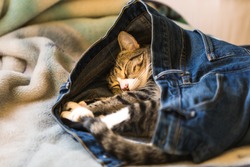 An adorable kitten sleeping in someones denim blue jeans on a bed