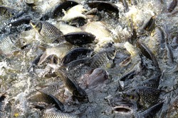 Image of feeding many fish shoal in the pond,at farm.