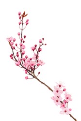cherry blossom Sakura
