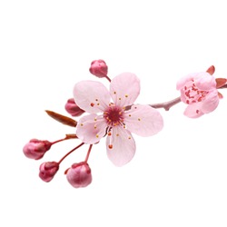 Pink cherry blossom sakura on white