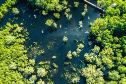 Aerial view of tourists, canoe or kayak in mangrove forests. Rayong Botanical Garden, tropical mangrove forest in a national park in Thailand. Holiday travel activities
