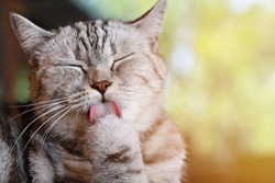 Animals or pets concept : Lovely cat licking his paw for clean his hairs, soft focus