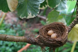 A nest filled with two Magpie robin bird eggs in the branch of a tree with easter eggs for Easter. Soft focus with copy space. Animal, nature, and holiday concept.