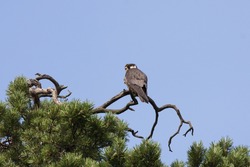 Eurasian hobby sitting on top of pine tree. Mighty beautiful falcon. Bird in wildlife.
