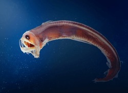 Sloane viperfish (Chauliodus sloani) - deep ocean creature