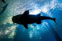 Underwater bottom-top silhouette of a big catfish