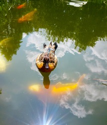 Duck floating on pond above Koi fish with sun reflecting across surface.