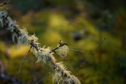 Dry branch covered with moss on a blurry green background, close up. Natural vegetation background.