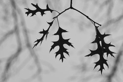 Leaves of a Pin Oak or Swamp Spanish Oak (Quercus palustris) in dense fog black white photo, backlit shot