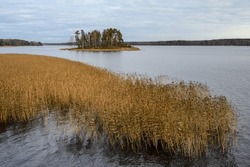 Autumn day. Straw grass. Trees and Bay. Protective Bay. Gulf of Finland. Vyborg.