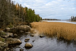 Autumn day. Straw grass. Trees and Bay. Protective Bay. Gulf of Finland. Vyborg.