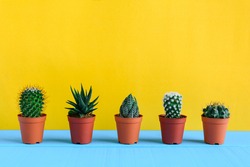 Cactus on the desk with yellow wall and minimal style