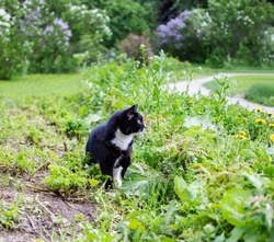 Black and white cat among green grass on blooming lilac bushes backdrop during walking in garden in summer day. Lovely pet. Walking is healthy for domestic animals. Square shot. Soft focus.